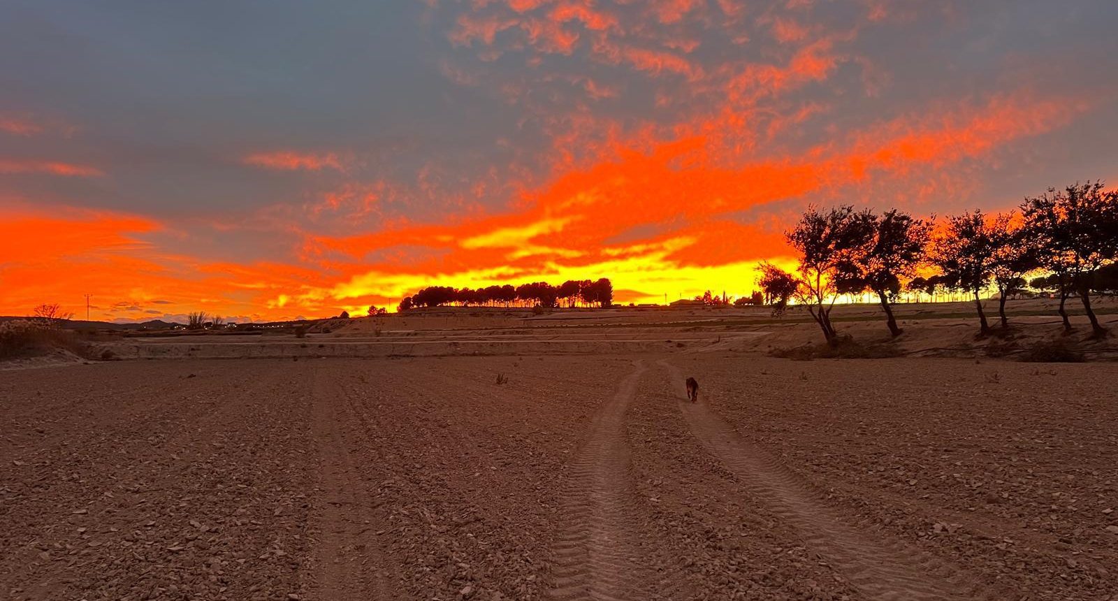 Foto finca cultivo secano atardecer