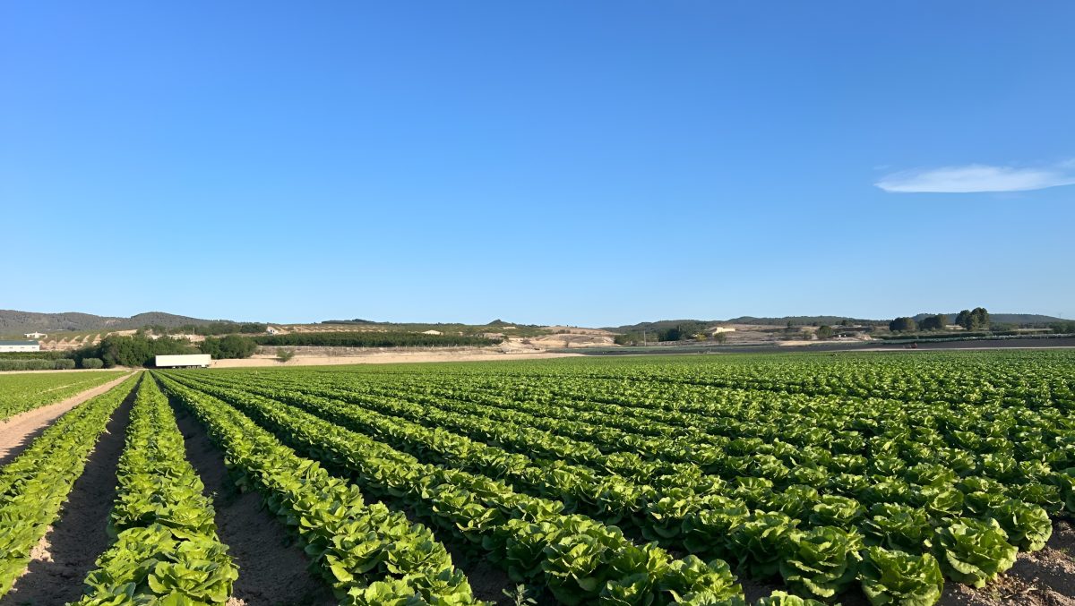 Foto portada finca cultivo hortalizas